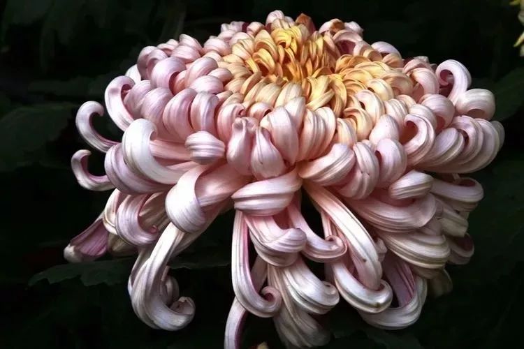 花中四君子菊花国画用笔,花中四君子菊花高清图片