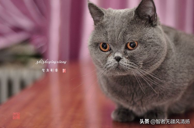 蓝猫是英国短毛猫吗,蓝猫是外国的还是中国的