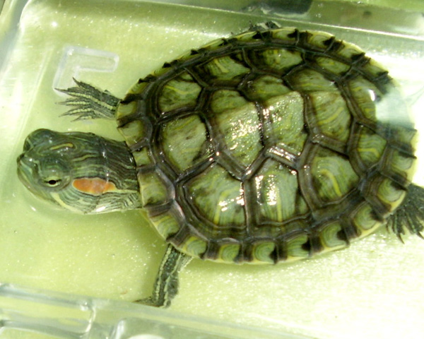 看图识龟,看图识物