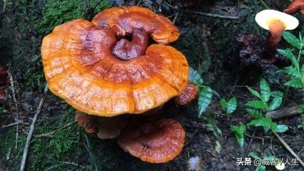 灵芝神草中华瑰宝,中华瑰宝灵芝价格