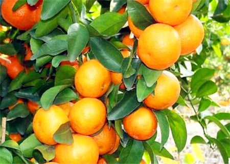 砂糖桔产量暴增，养价糊口还是发价致富