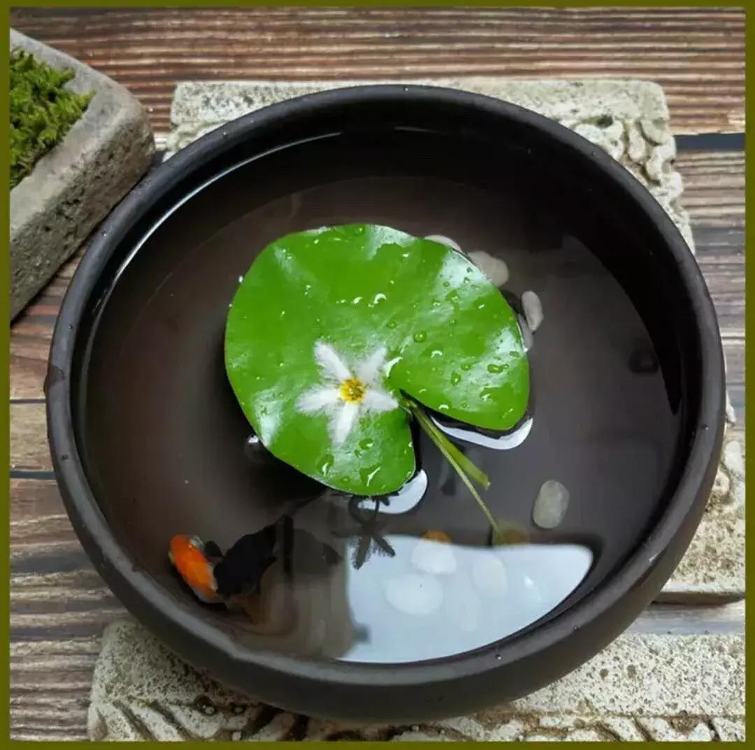 一叶莲叶子边缘发黄腐烂,一叶莲新叶发黄发黑为什么