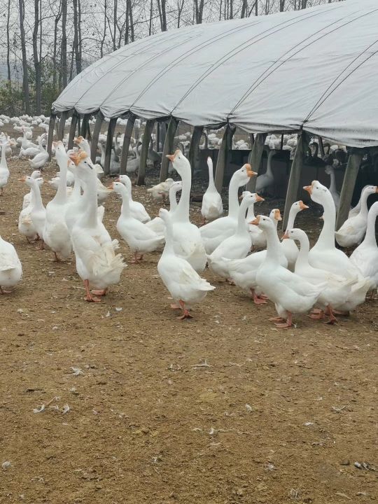 养鹅需要注意哪些细节,养鹅注意事项及建议