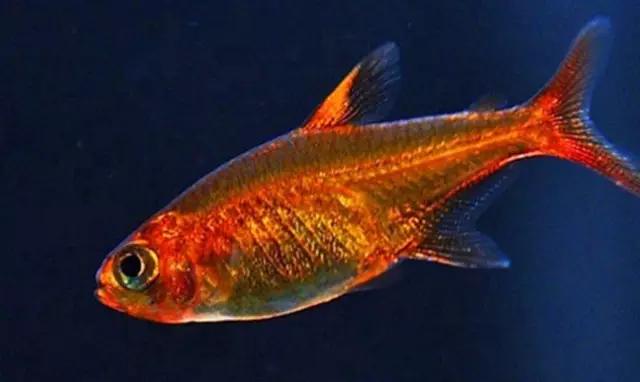 灯鱼草缸造景教程,草缸造景养什么鱼