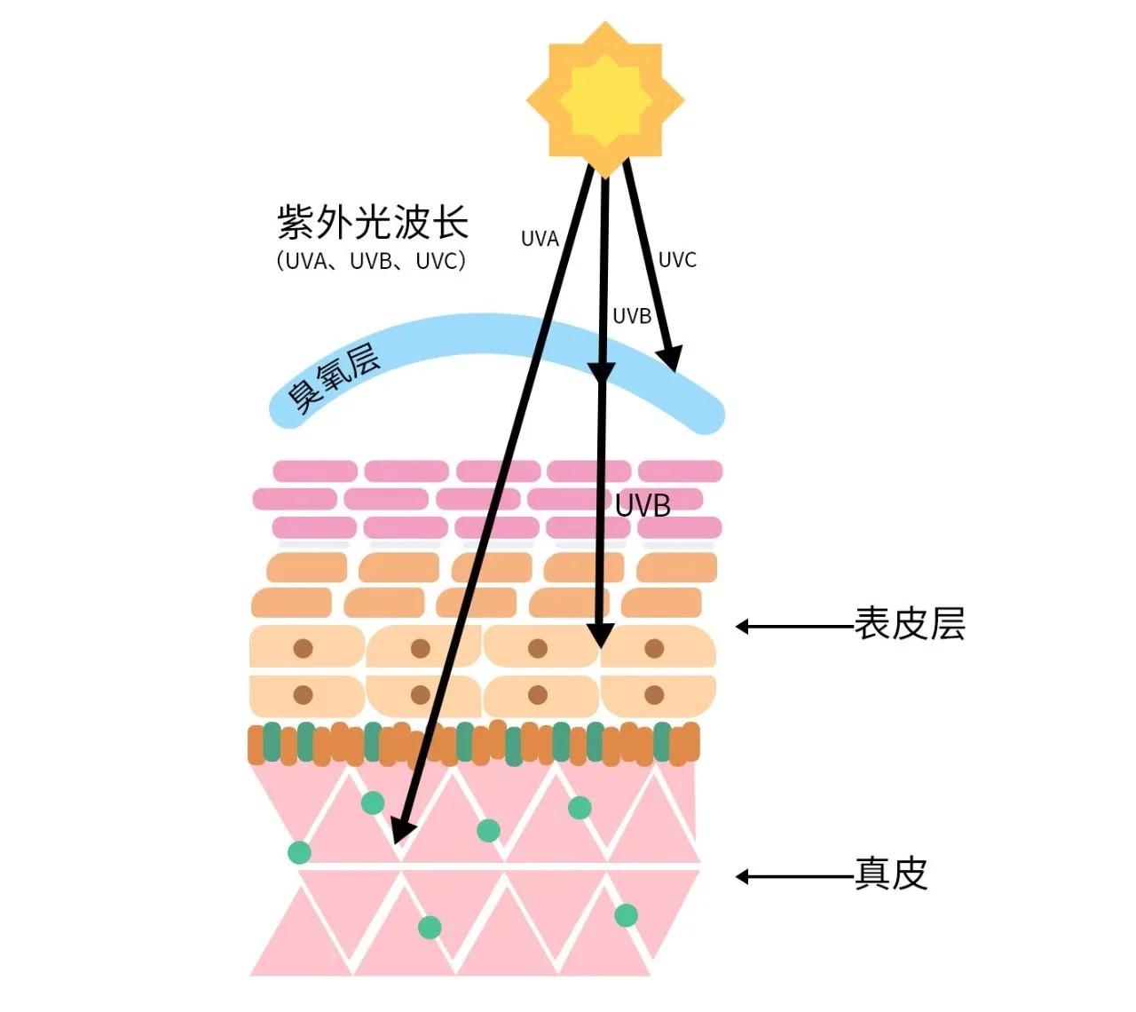 防晒隔离可以不用卸妆水卸吗,只涂隔离防晒需要卸妆水卸妆吗