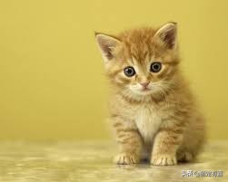 猫咪除尿臭最有效的方法,猫咪霉菌净