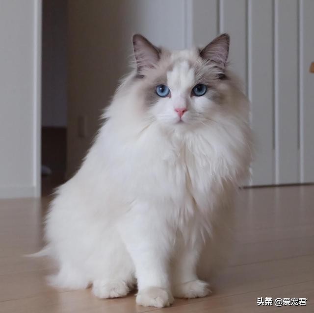 比较忙没有时间陪猫咪,经常上班没空陪猫咪可以吗