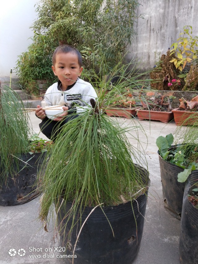 马尾松树桩怎么栽培,马尾松栽培用什么植料