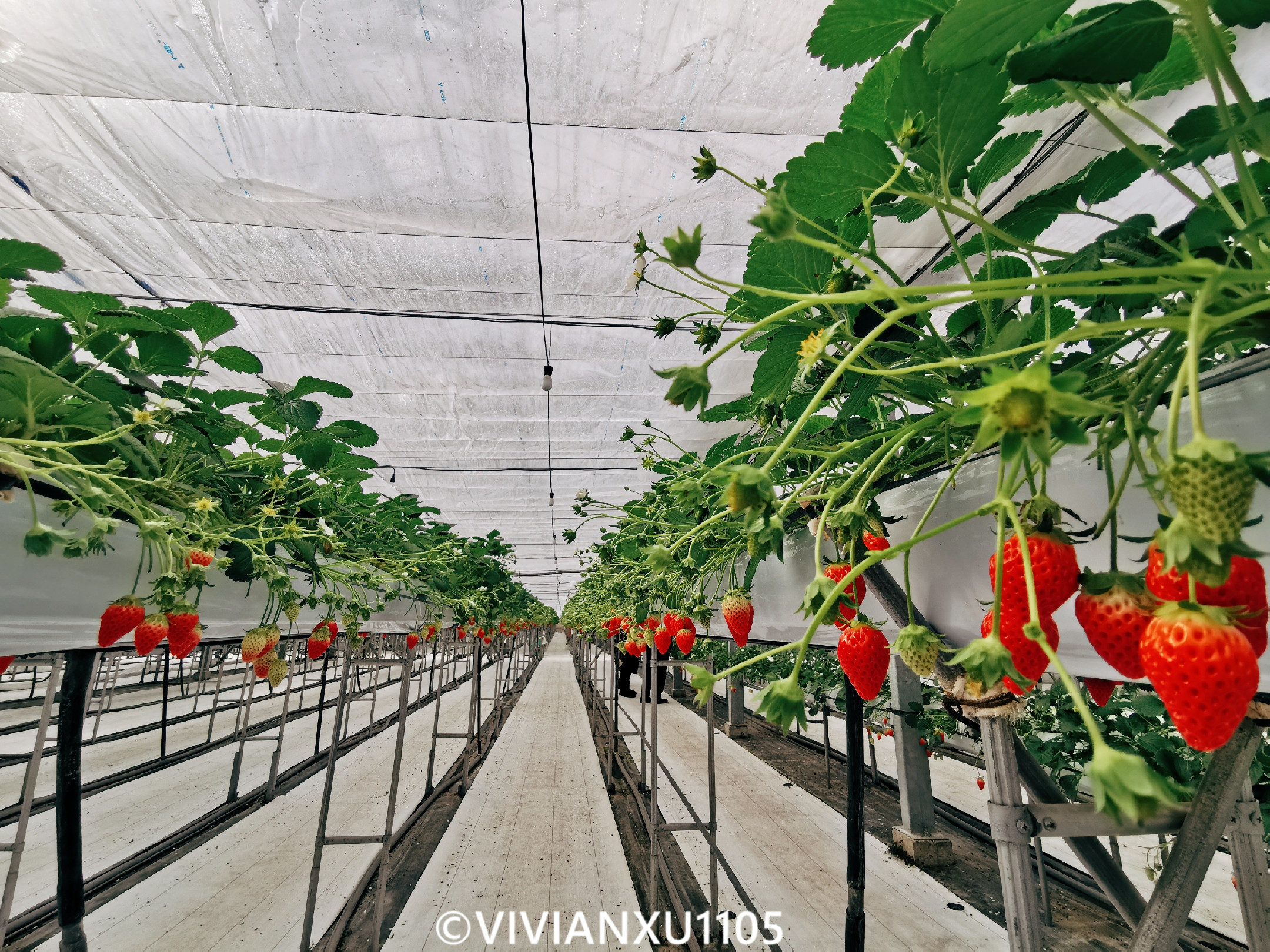 塑料母女深度解锁日本东北秋田县山形县