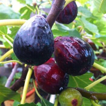 阳台种植无花果的方法,阳台种无花果禁忌