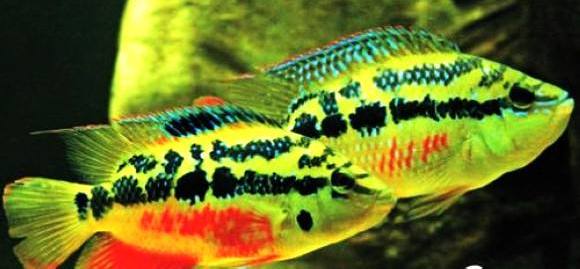 南美慈鲷,慈鲷有黑色的吗