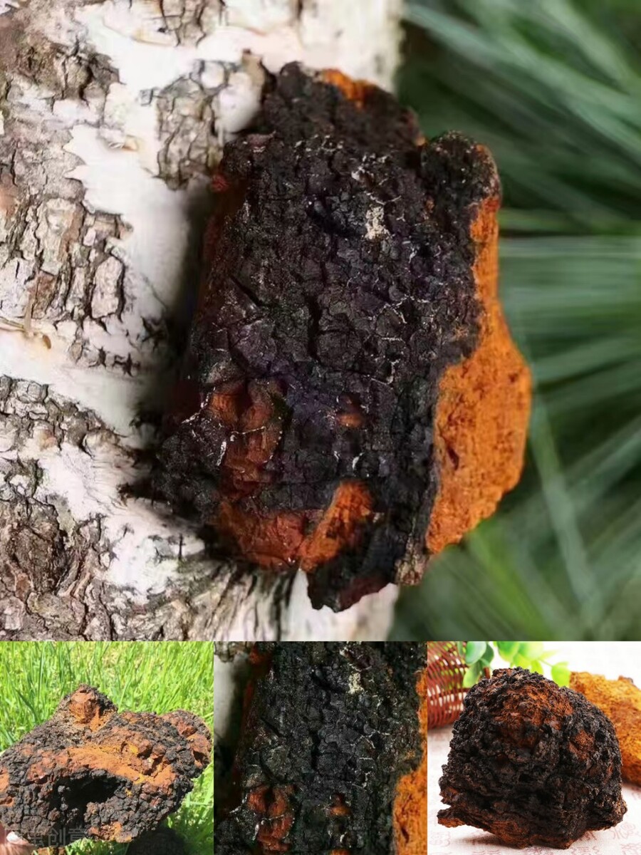 桦树茸今日价格行情,最近很火的桦树汁