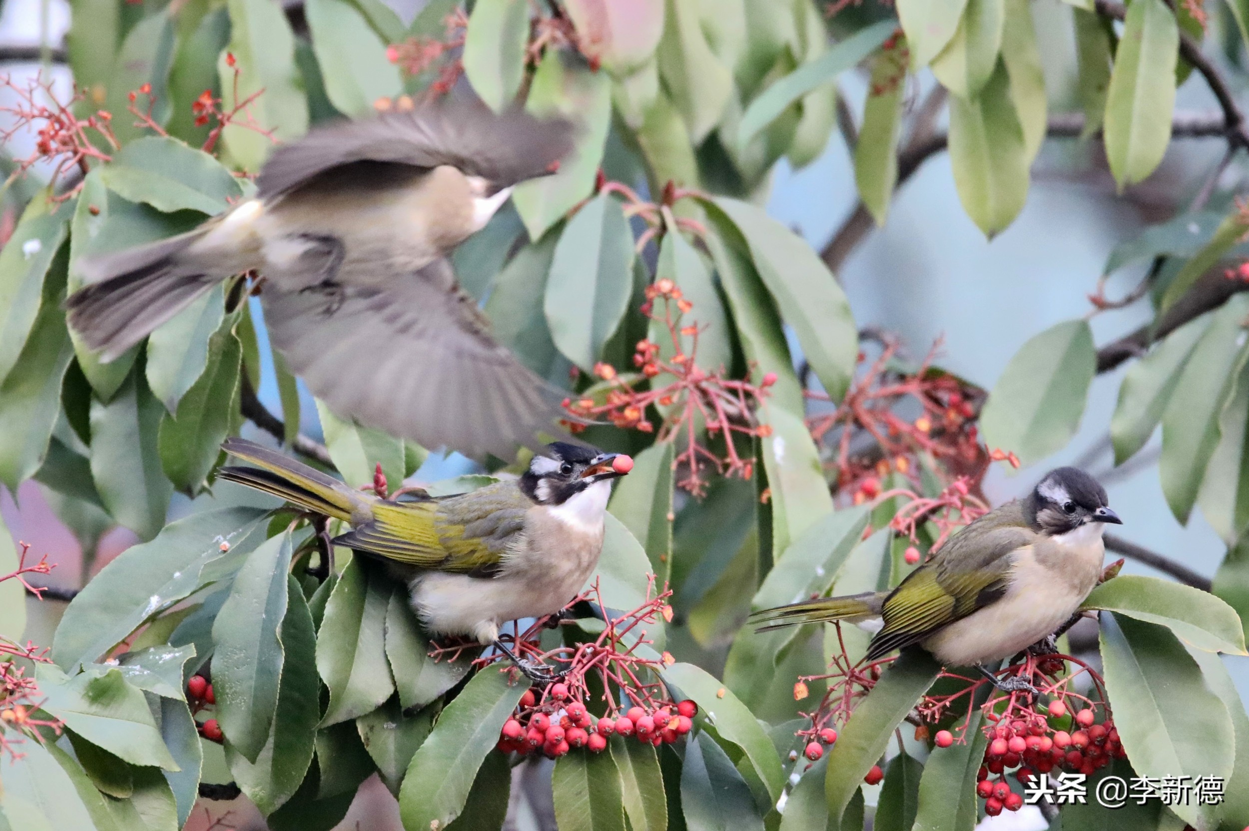 合肥拍到的小鸟,安徽有乌鸫鸟