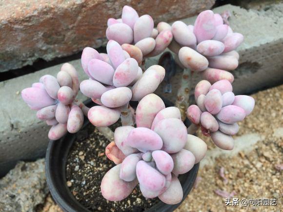 桃蛋适合养殖在室内吗,桃蛋多少度需要搬回室内养