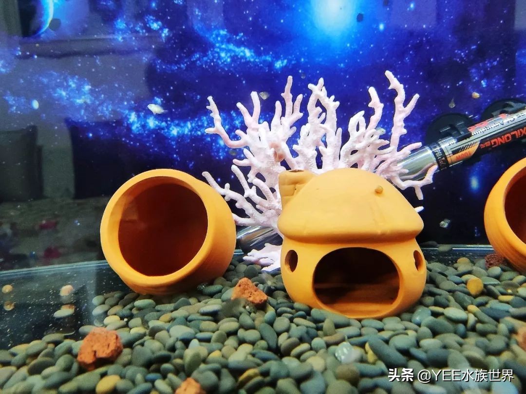 鱼缸里蛋白虫和寄生虫区别,鱼缸里发现长条状的虫子