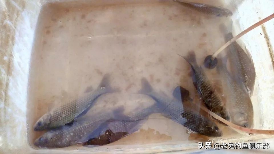 老船塘作钓，用鬼饵体验惊喜