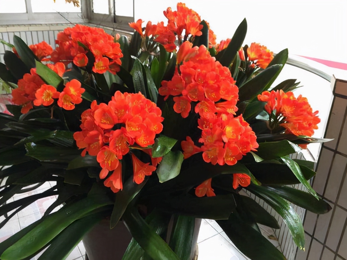 家里养的富贵花让你养几年才会开,客厅富贵花大全