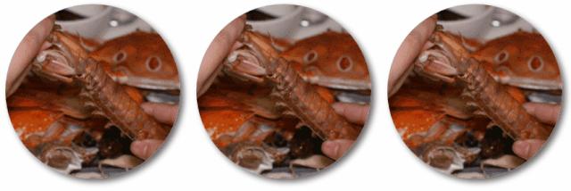 蹇呭悆鐢熻殱鑷姪鎺ㄨ崘,骞夸笢鐢熻殱鍒鸿韩鑷姪