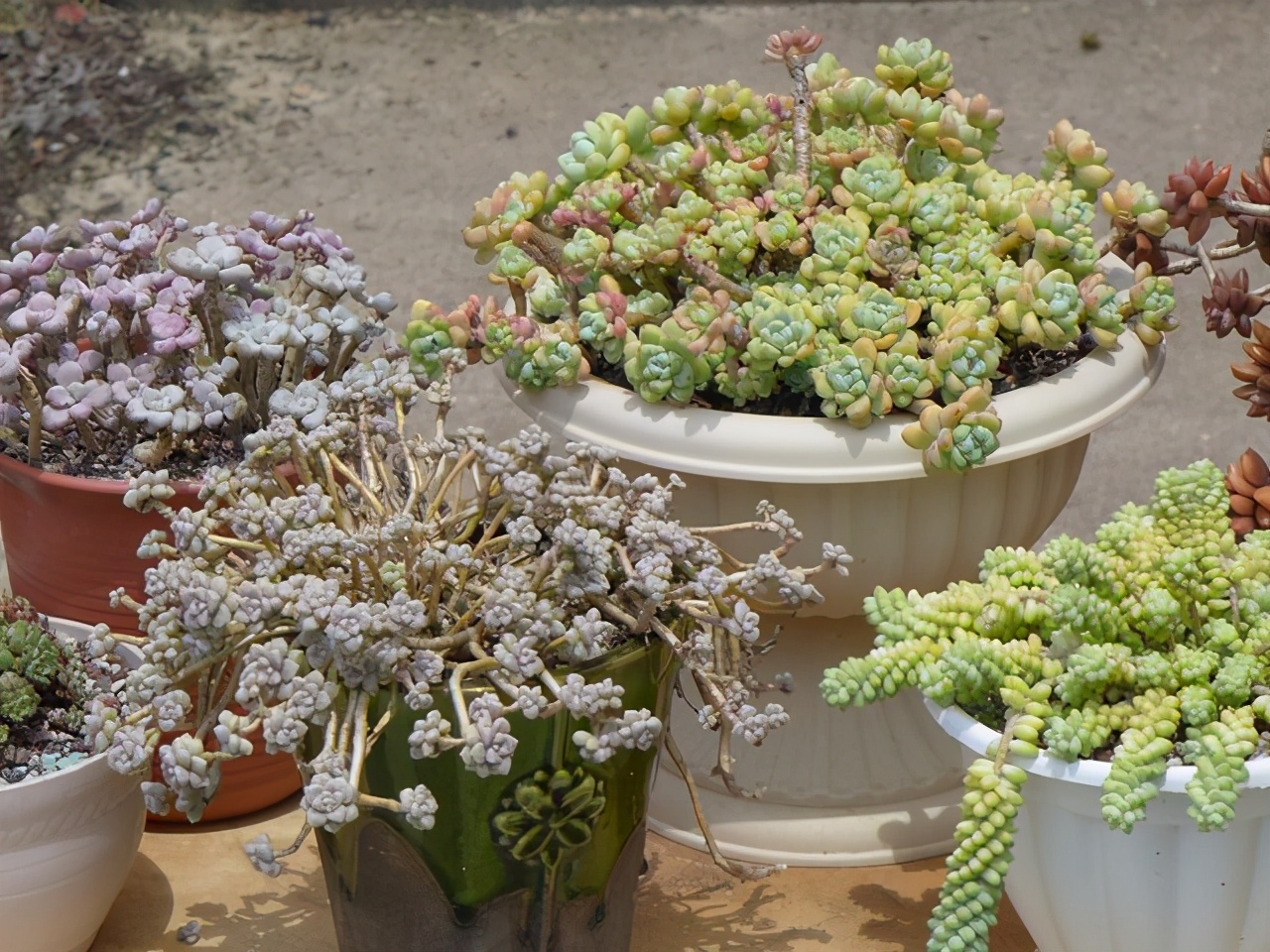 多肉轻微徒长能拯救吗,多肉爆崽怎样才能快速长大