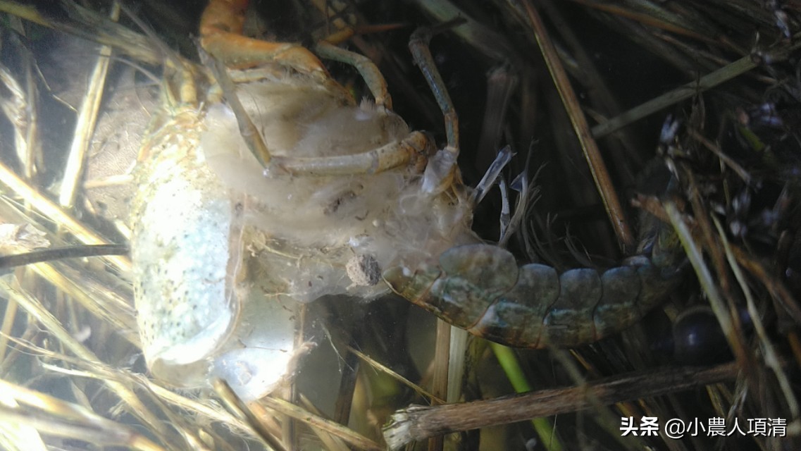 小龙虾观察记录表,小龙虾观察实验