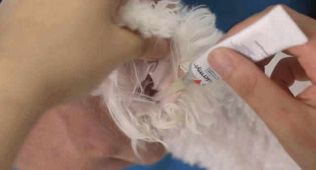 彻底根除耳螨的方法,除螨经验分享