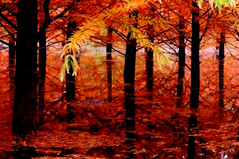 湖北恩施水杉在哪里,恩施水杉公园