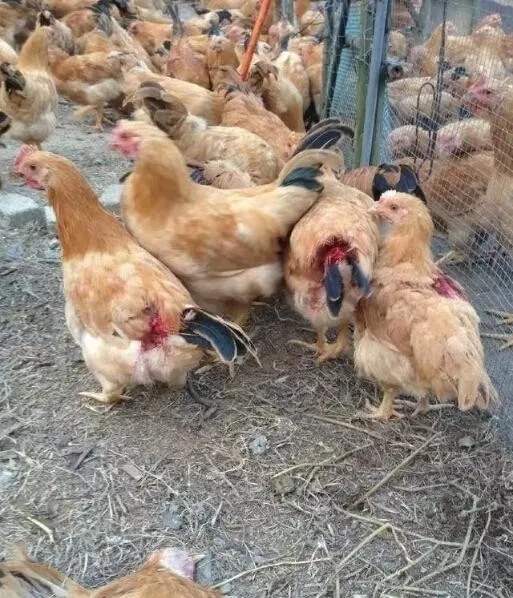 鸡子相互啄怎么解决,小鸡互啄什么原因