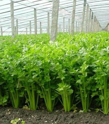 芹菜怎么种出芽率高,芹菜怎么种出苗最快