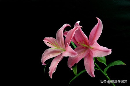 食用百合什么时候种植最好,兰州百合地栽种植详细方法