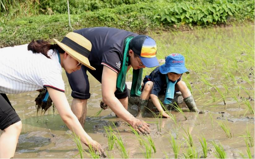 郭晶晶霍启刚带孩子稻田插秧,霍启刚郭晶晶一起插秧吃农家饭
