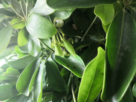 鸭脚木缺水什么时候能恢复,鸭脚木生病怎么治疗