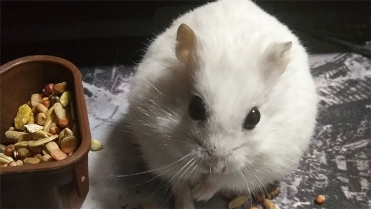 自制仓鼠磨牙工具,最好用什么给仓鼠磨牙齿