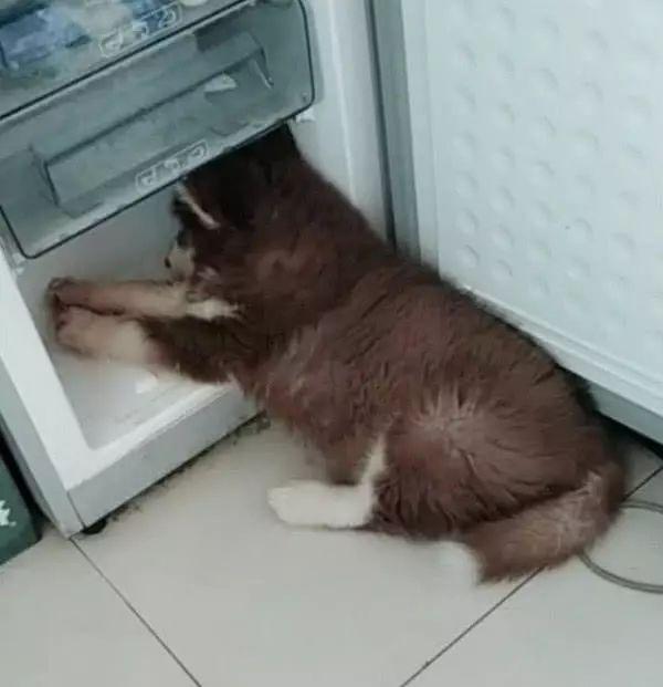 养阿拉斯加必须知道这几点,养阿拉斯加到底难不难