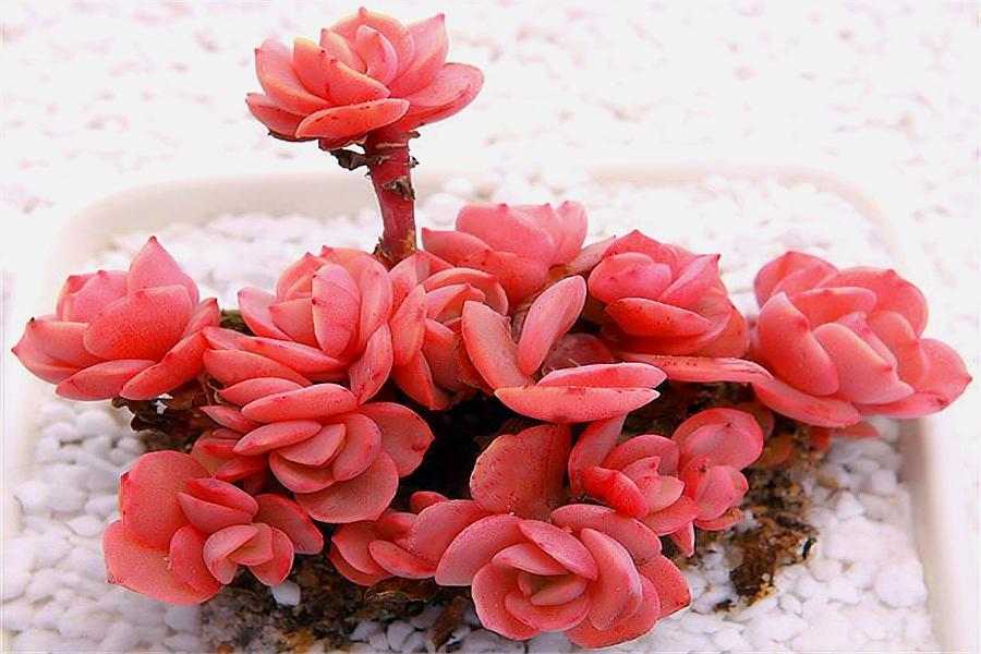 大叶秀妍徒长了解决办法,秀妍徒长还能养回来吗