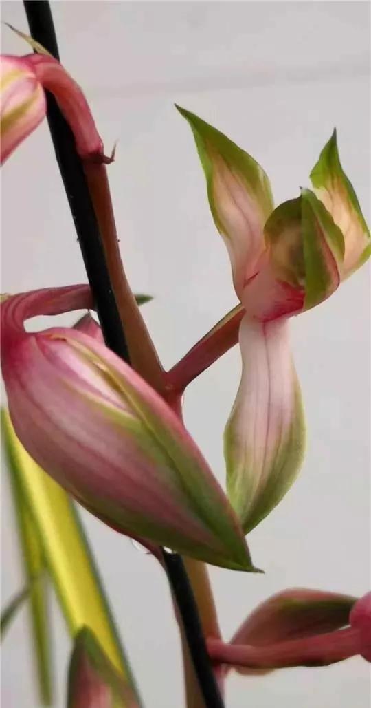 蕙兰极品红中透花图片,蕙兰传统丝缟艺草种类大全