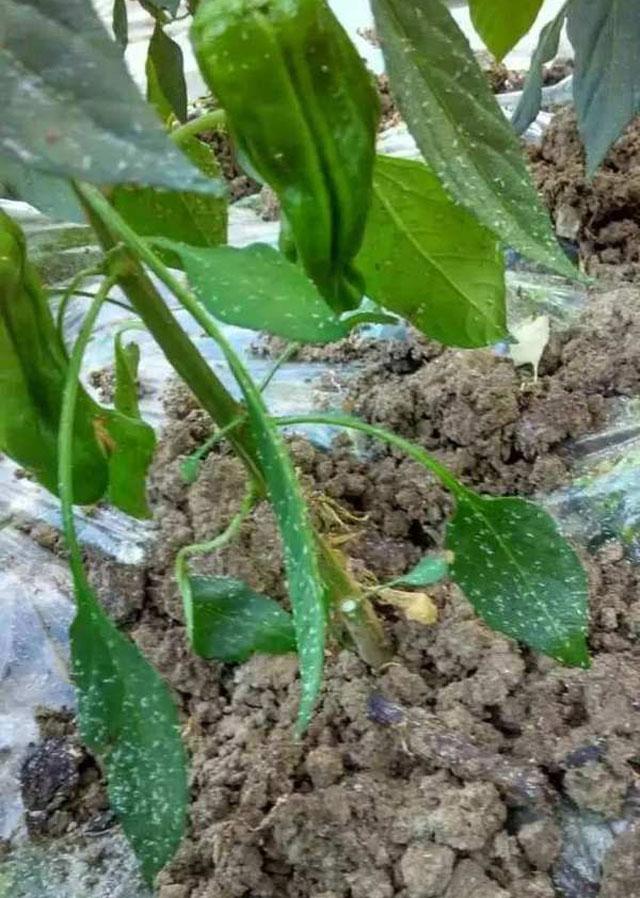 三农辣椒种植四忌要牢记,辣椒用药防治病害时间表