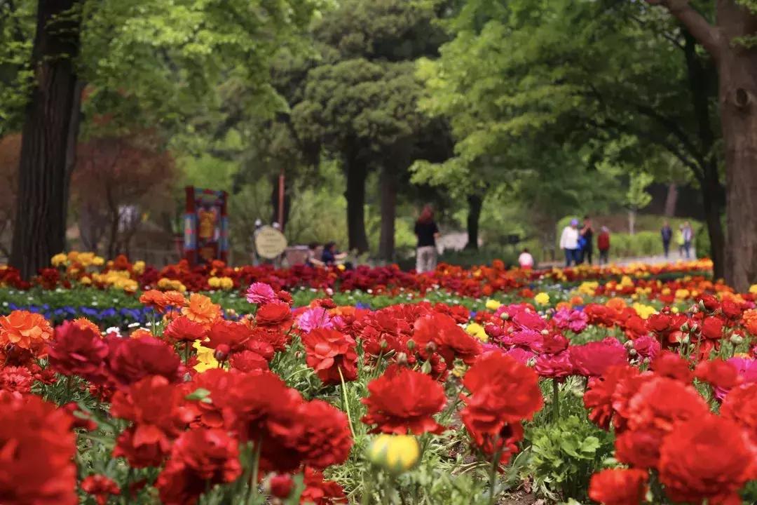赏香山红叶旅游攻略,赏花旅游景点北京
