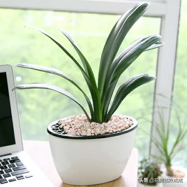 怎样才能使君子兰油光发亮,如何养君子兰叶子翠绿油光发亮