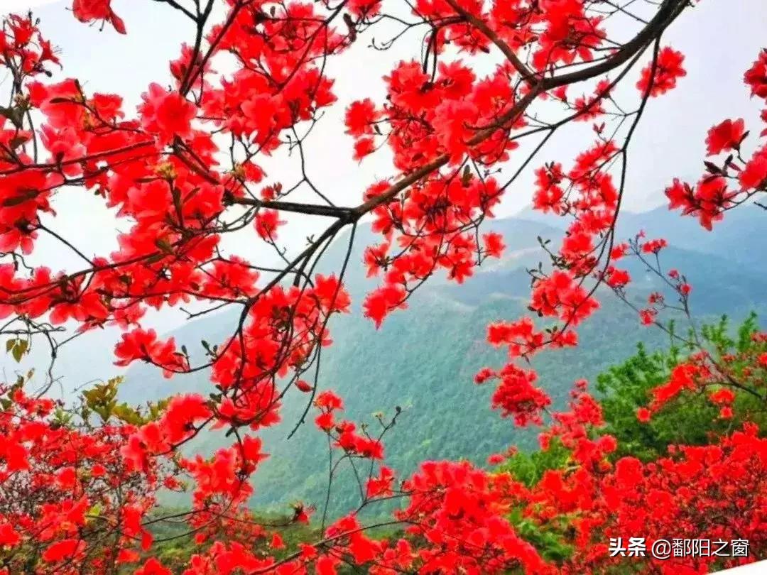 甯備簳椋庢儏杩樻槸甯備簳椋庡厜,甯備簳姘旀伅椋庢櫙