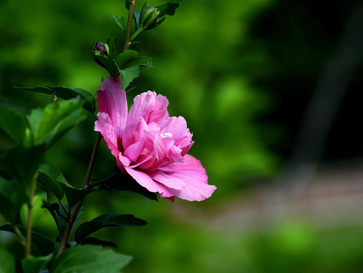 【罗忠奇】家乡的菜花朵