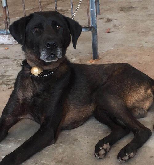 中国比较凶猛的犬,中国被公认的最凶猛的犬