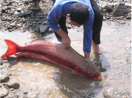 一帆风顺胭脂鱼有什么作用,胭脂鱼和一帆风顺有什么差别