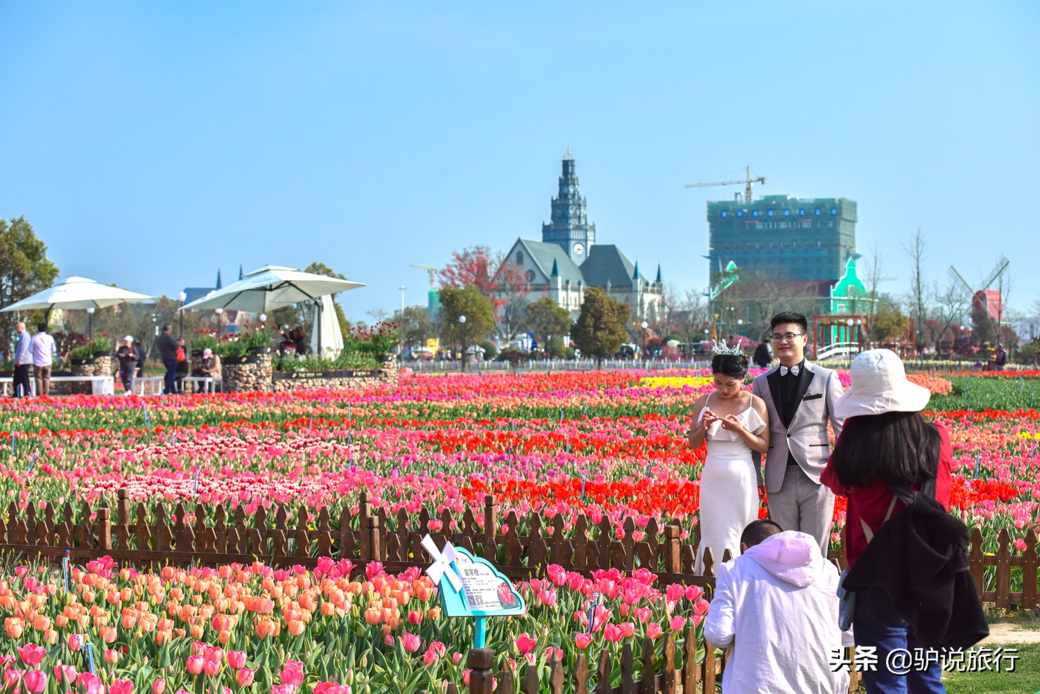 郁金香中国,中国郁金香第一花海