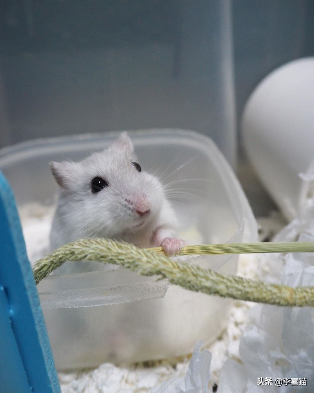 只养一只母仓鼠会孤单吗,仓鼠是独居动物不能两只一起养吗