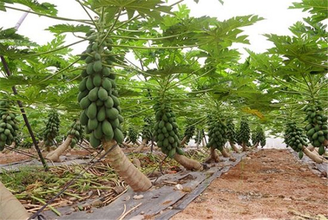 番木瓜种植技术视频教程,番木瓜籽种植技术