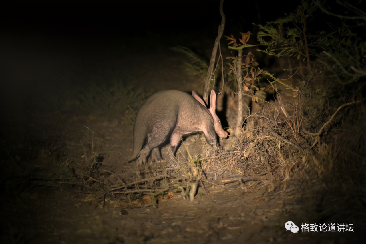 被称为“非洲最强挖掘机”的它，挖洞速度比6个人还快