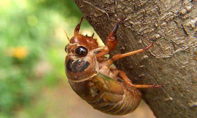 金蝉养殖致富之路,养殖金蝉一亩需要多少成本