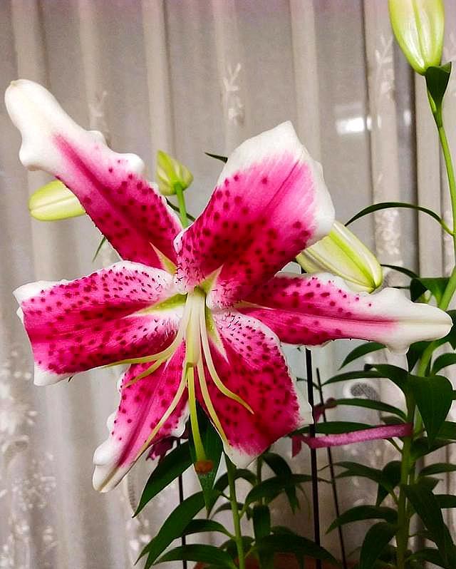 百合花要开了怎么处理,百合花开完花后球茎处理方法