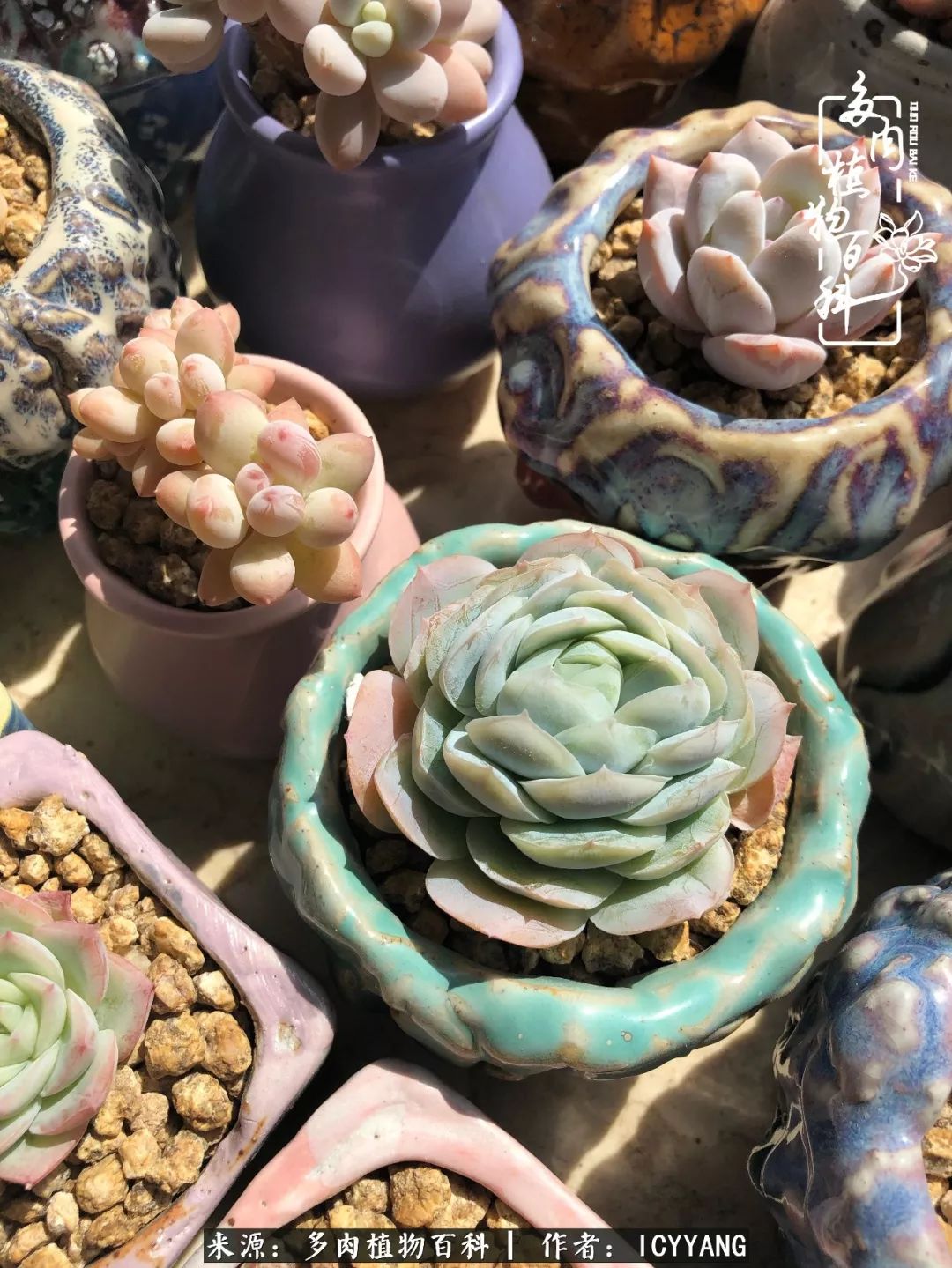 多肉隔着玻璃晒太阳效果好吗,隔着玻璃养的多肉照样长得好