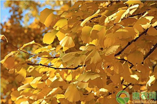 银杏树种植成本及利润,银杏树种植经济效益